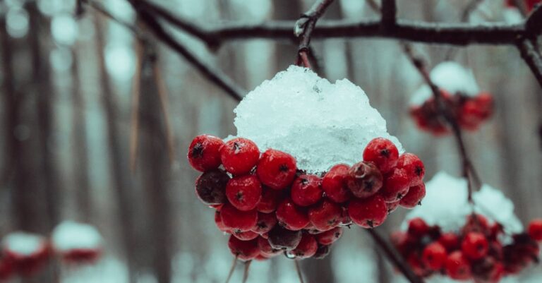 découvrez notre sélection d'applications gratuites pour noël ! amusez-vous avec des jeux, des idées de décorations et des recettes festives. préparez-vous à vivre la magie des fêtes sur votre mobile.