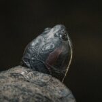 150 fonds d’écran gratuits pour personnaliser votre iPad découvrez une vaste collection de fonds d'écran gratuits pour personnaliser votre appareil. choisissez parmi des milliers d'images de haute qualité dans diverses catégories pour donner vie à votre écran.