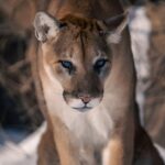 OS X Mountain Lion 10.8.2 : comment télécharger gratuitement sur le Mac App Store découvrez tout sur le puma, également connu sous le nom de lion de montagne. apprenez ses caractéristiques, son habitat, son comportement et son rôle dans l'écosystème. explorez les légendes qui l'entourent et les efforts de conservation pour préserver cette magnifique espèce.
