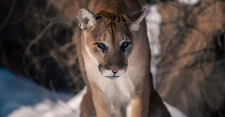 découvrez tout sur le puma, également connu sous le nom de lion de montagne. apprenez ses caractéristiques, son habitat, son comportement et son rôle dans l'écosystème. explorez les légendes qui l'entourent et les efforts de conservation pour préserver cette magnifique espèce.