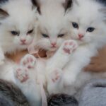 6 applications iPhone pour les amoureux des chiens et des chats découvrez notre guide complet sur les animaux de compagnie : conseils, soins, comportements et bien-être. apprenez à mieux comprendre vos fidèles amis à quatre pattes et améliorez leur qualité de vie.