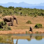 découvrez l'excitation d'un safari, une aventure inoubliable au cœur de la nature sauvage. observez des animaux majestueux dans leur habitat naturel, vivez des expériences uniques et laissez-vous émerveiller par la beauté des paysages. préparez-vous à une immersion totale dans la faune et la flore exceptionnelles.
