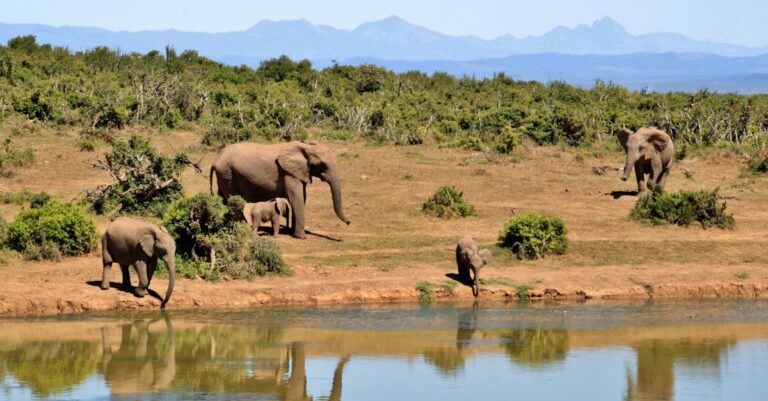 découvrez l'excitation d'un safari, une aventure inoubliable au cœur de la nature sauvage. observez des animaux majestueux dans leur habitat naturel, vivez des expériences uniques et laissez-vous émerveiller par la beauté des paysages. préparez-vous à une immersion totale dans la faune et la flore exceptionnelles.