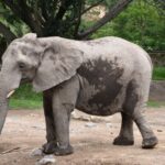 Astuce pour accéder rapidement à l’historique de Safari : tutoriel pratique découvrez l'histoire fascinante de safari, le navigateur web d'apple, depuis ses débuts jusqu'à son évolution actuelle. plongez dans les innovations technologiques, les mises à jour majeures et l'impact qu'il a eu sur la navigation internet.