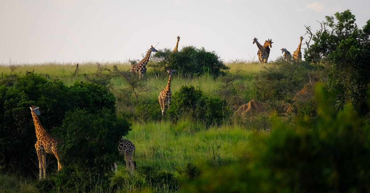 découvrez l'aventure ultime avec notre safari inoubliable, plongeant au cœur de la nature sauvage et des paysages époustouflants. observez des animaux majestueux dans leur habitat naturel et vivez une expérience authentique en pleine brousse.