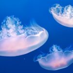 Installer macOS Monterey sur un Mac ancien non pris en charge : Guide étape par étape découvrez macos monterey, la dernière mise à jour du système d'exploitation d'apple. profitez de nouvelles fonctionnalités innovantes, d'une interface améliorée et d'une meilleure intégration entre vos appareils. optimisez votre expérience mac avec des outils et des applications qui vous facilitent la vie.