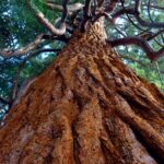 découvrez macos sequoia, la dernière mise à jour du système d'exploitation d'apple, qui apporte des performances améliorées, une interface utilisateur élégante et de nouvelles fonctionnalités innovantes. préparez-vous à une expérience fluide et intuitive sur vos appareils mac.