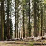 Guide complet pour l'installation de macOS Sequoia Beta via une clé USB découvrez macos sequoia, la dernière version du système d'exploitation d'apple, offrant des fonctionnalités innovantes, une interface fluidifiée et une performance améliorée pour optimiser votre expérience utilisateur sur mac. profitez d'une intégration transparente avec vos appareils apple et explorez les nouvelles applications conçues pour stimuler votre créativité et votre productivité.