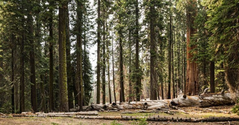 découvrez macos sequoia, la dernière version du système d'exploitation d'apple, offrant des fonctionnalités innovantes, une interface fluidifiée et une performance améliorée pour optimiser votre expérience utilisateur sur mac. profitez d'une intégration transparente avec vos appareils apple et explorez les nouvelles applications conçues pour stimuler votre créativité et votre productivité.