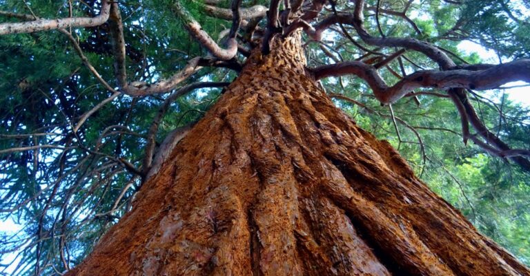 découvrez macos sequoia, la dernière mise à jour du système d'exploitation d'apple, qui apporte des performances améliorées, une interface utilisateur élégante et de nouvelles fonctionnalités innovantes. préparez-vous à une expérience fluide et intuitive sur vos appareils mac.