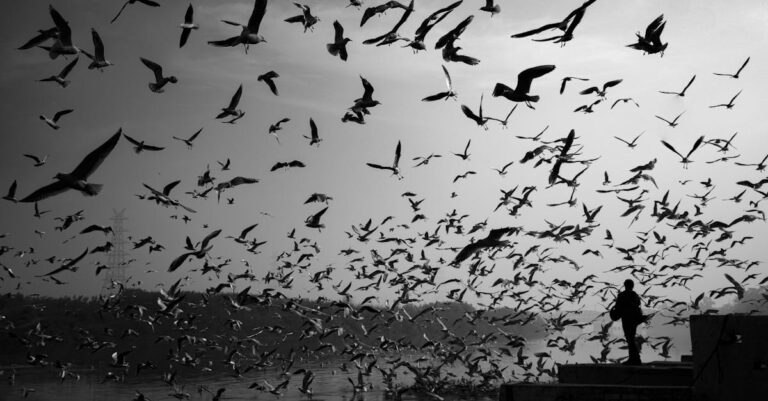 découvrez le processus fascinant de la migration, ses causes, ses effets sur les populations et l'environnement, ainsi que les défis auxquels les migrants font face dans leur quête d'une vie meilleure.