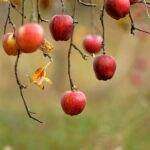 Apple en tête de la course à l'IA : Comment la marque pourrait surpasser Meta, Microsoft et OpenAI Vibrant red apples on branches with autumn leaves in Van, Türkiye.