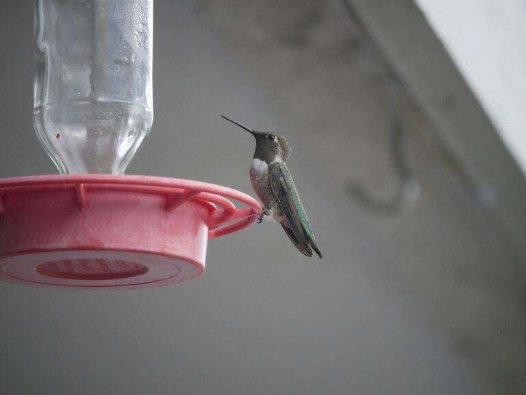 A black-chinned hummingbird perched on a red feeder with a blurred background.