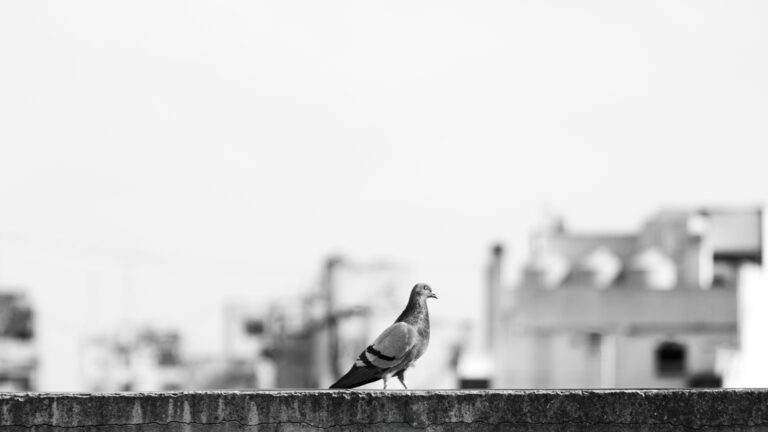 L’iPhone 17 d’Apple : Une preuve de la pérennité du dispositif, du moins pour l’instant. Monochrome photo of a pigeon on a ledge with Buenos Aires architecture in the background.