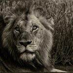 Apple en tête de la course à l'IA : Comment la marque pourrait surpasser Meta, Microsoft et OpenAI A striking black and white portrait of a lion in natural habitat, highlighting its regal mane and piercing eyes.