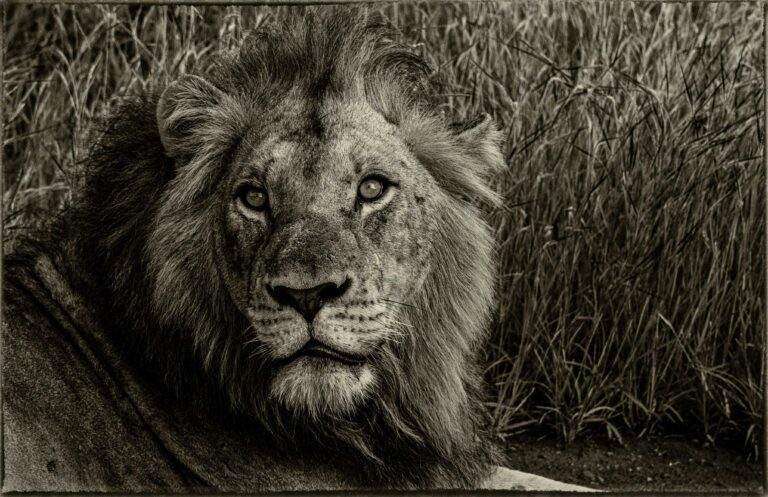 A striking black and white portrait of a lion in natural habitat, highlighting its regal mane and piercing eyes.