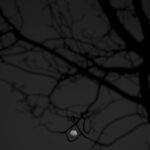Safari Technology Preview 233 : Apple peaufine son navigateur expérimental A moody night scene with the moon framed by bare, silhouetted branches against a dark sky.