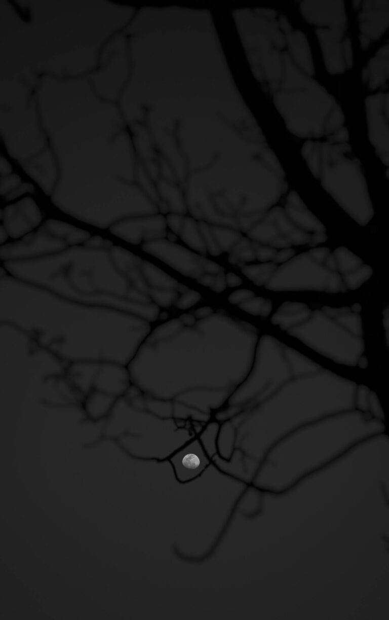 A moody night scene with the moon framed by bare, silhouetted branches against a dark sky.
