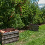 Vibrant apple orchard in North Carolina with wooden crates ready for harvest.