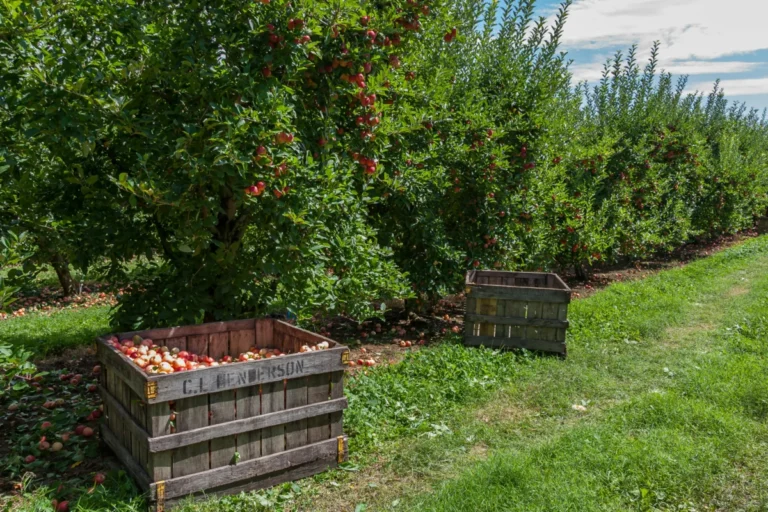 Le vaste renouvellement matériel d’Apple met en lumière son écosystème et sa valorisation Vibrant apple orchard in North Carolina with wooden crates ready for harvest.