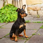 Over the shoulder view of a person arranging rocks in a mini zen garden on a rug.