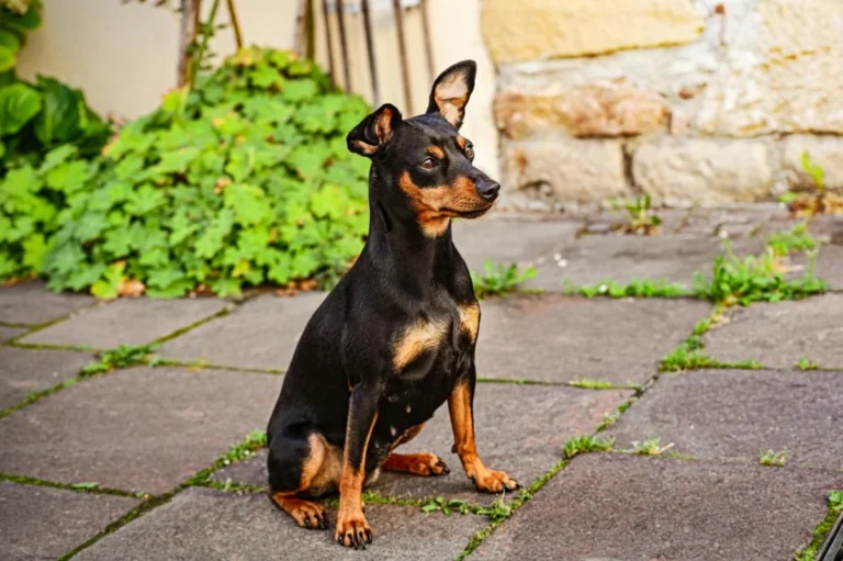 C’est le moment de gloire du Mac Mini, propulsé par la folie OpenClaw A cute Miniature Pinscher sitting calmly outside on a patio, capturing a candid moment.