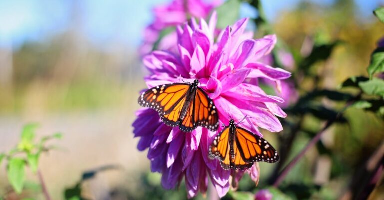 découvrez la saison 2 de monarch, la série captivante qui mêle drame et musique. suivez les intrigues passionnantes et les secrets de cette famille hors du commun.