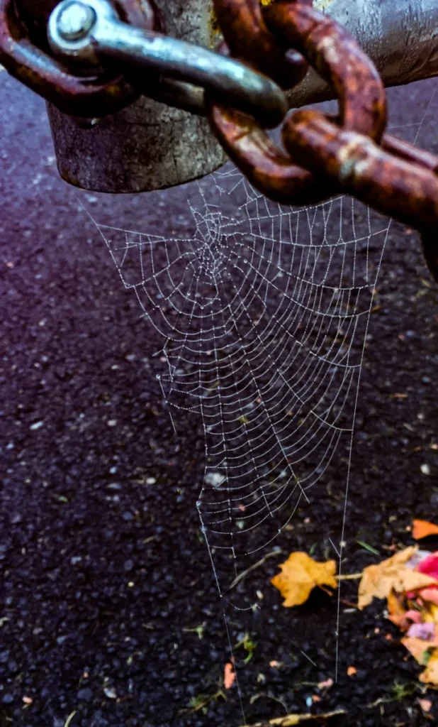 Close-up of a rusty chain with a delicate spider web hanging on a pavement background.