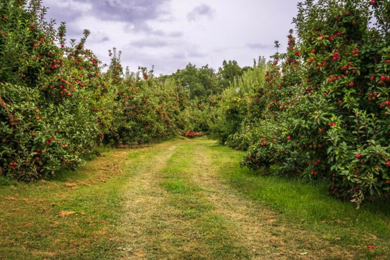 Pommiers : 37 % de carbone organique en plus, rendement inchangé A scenic summer view of a lush apple orchard with red apples on trees along a grassy pathway.