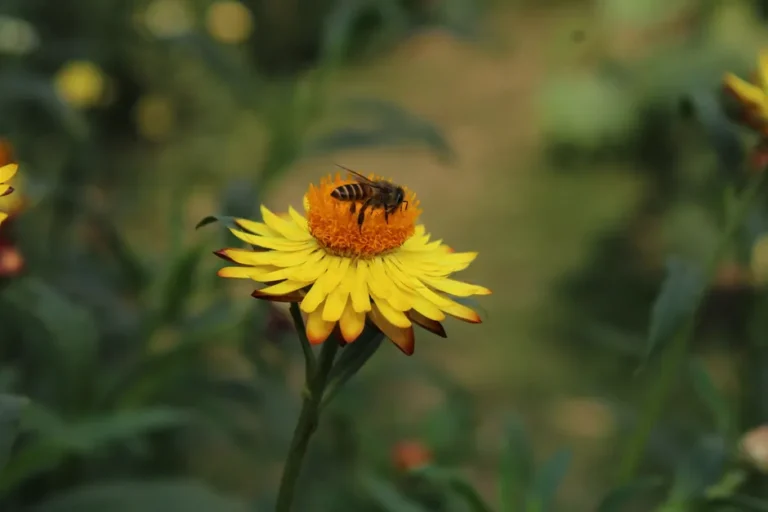 SHARP d’Apple : une photo 2D devient une scène 3D en moins d’une seconde, mais la géométrie résiste Close-up of a bee pollinating a bright yellow flower outdoors.
