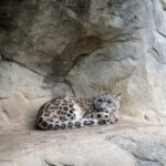 Three snow leopards comfortably resting together in a rocky enclosure, showcasing their natural habitat.