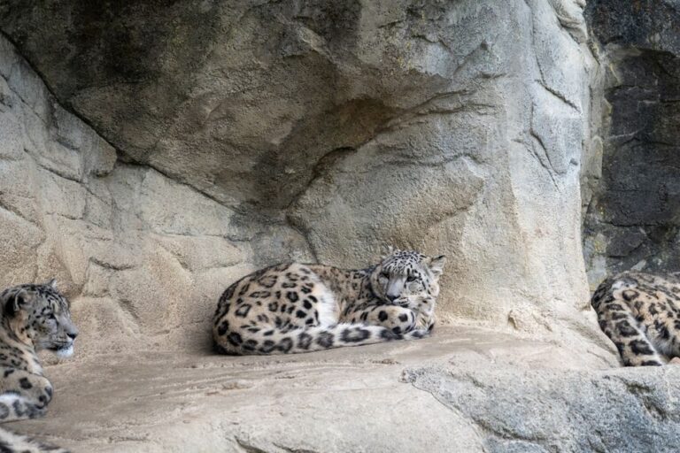 iOS 27 en 2026 : Snow Leopard n’était pas vide Three snow leopards comfortably resting together in a rocky enclosure, showcasing their natural habitat.