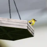 A vibrant American Goldfinch perches on a suspended wooden bird feeder outdoors.