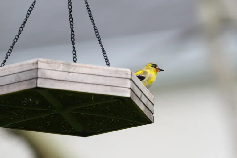 BirdBuddy 2 Mini à 129 dollars fin 2026 : l’IA écoute les oiseaux A vibrant American Goldfinch perches on a suspended wooden bird feeder outdoors.