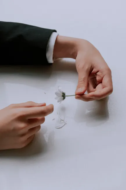 Close-up of hands delicately removing petals from a white flower on a white surface.